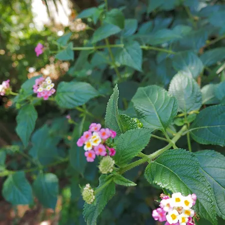 Kalinifta 4* Tricase