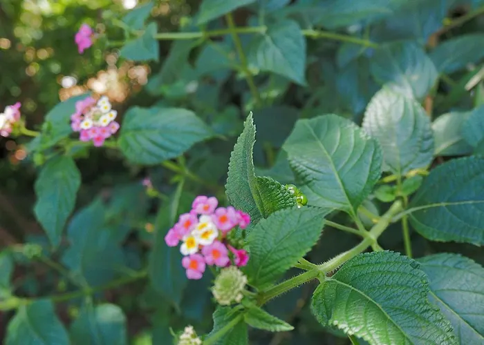 Kalinifta 4* Tricase